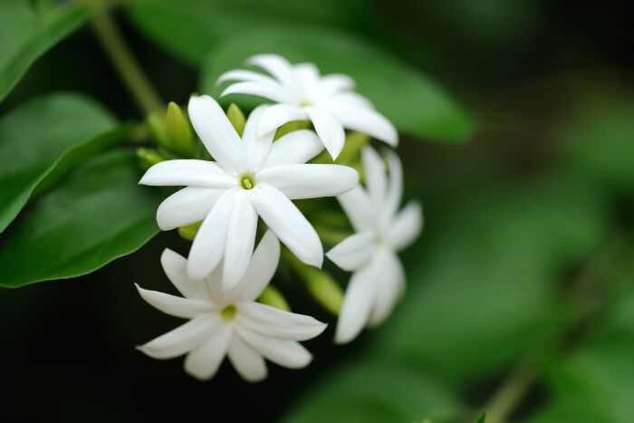 Fresh Jasmine Flowers 02