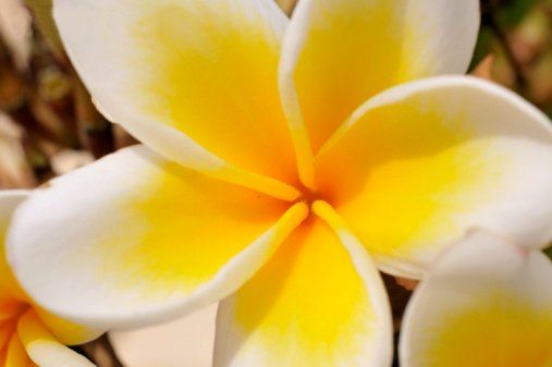 Fresh Jasmine Flowers 04