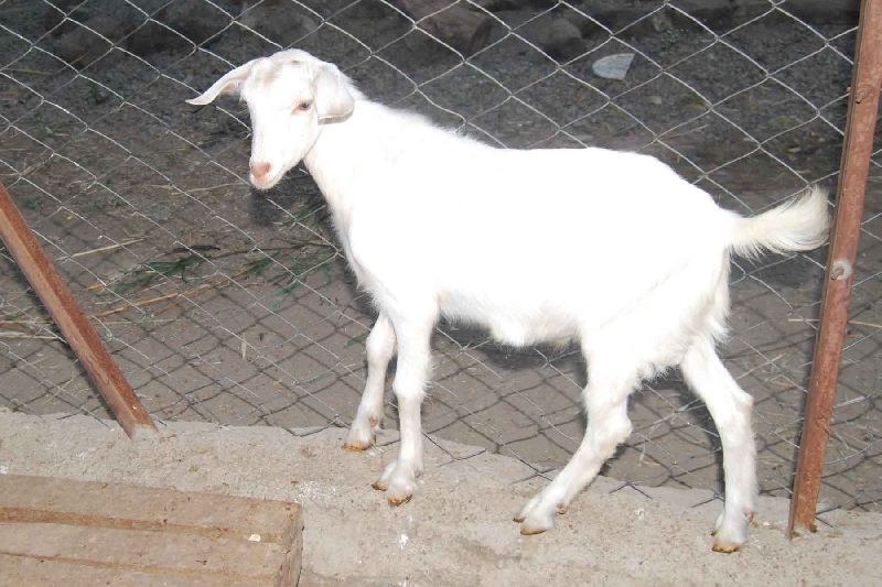 Saanen Goat 02