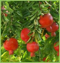 Fresh Pomegranate 01