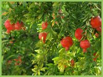 Fresh Pomegranate 02