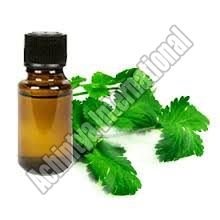 Coriander Oil