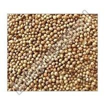 Coriander Seeds