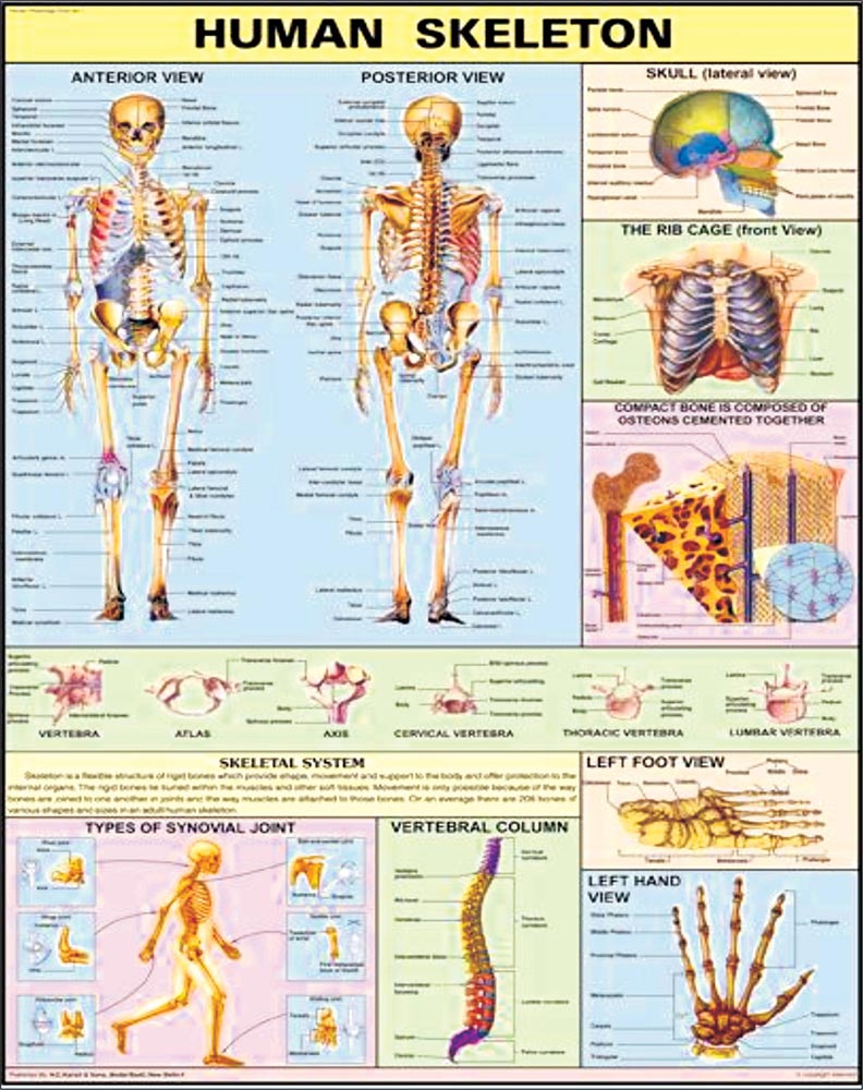 30x40 Human Skeleton Charts