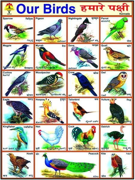 Birds
