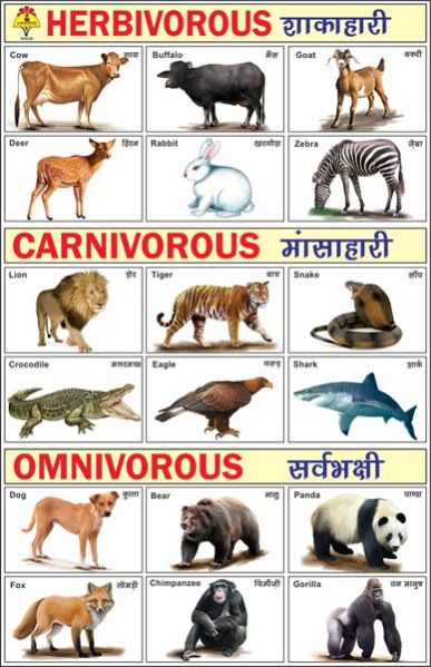 Herbivorous Carnivorous & Omnivorous Picture Pads