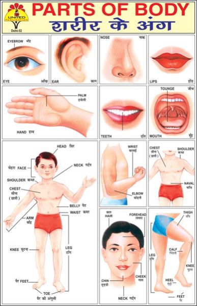 Parts of Body Picture Pads