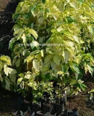 Acalypha wilkesiana plants