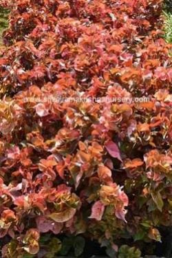Red Acalypha Wilkesiana Plants