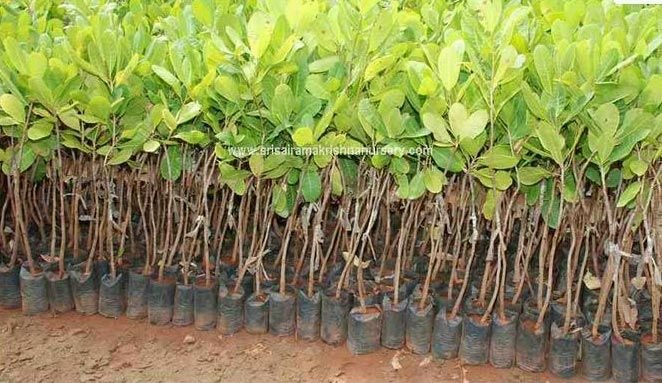 Cashew plants