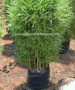 Bamboo Variegated Plants