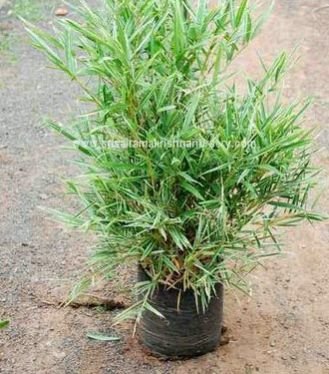 Bambusa Heterostachya Plants