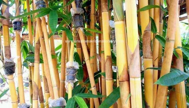 Bambusa Multiplex Plants