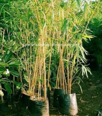 Bambusa Vulgaris Plants