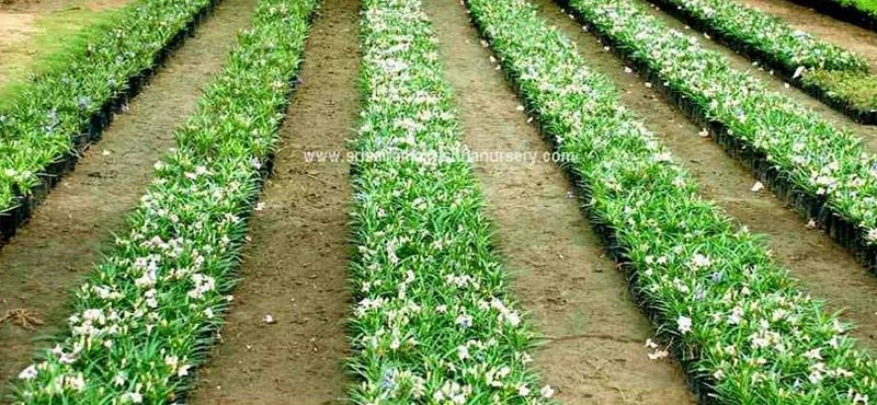 Barleria Dwarf Plants