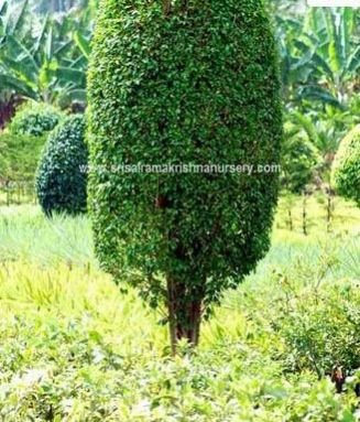 Black Ficus Plants