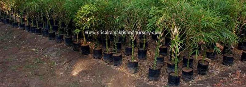 Buddhas Belly Bamboo Plants