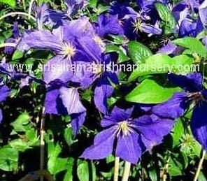 Clematis Plants