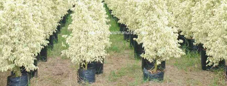 Benjamina Ficus Plants