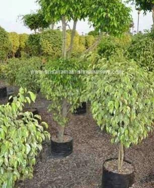 Multi Head Ficus Plants