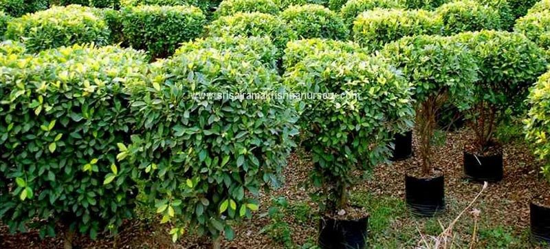 Ficus Panda Plants