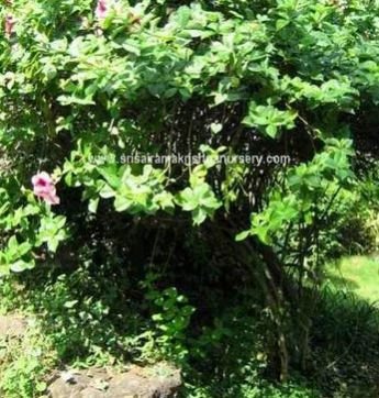 Pink Trumpet Flower Plants