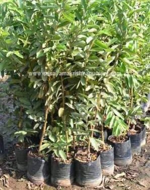 Guava Plants
