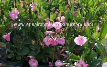 Mandevilla Pink Plants