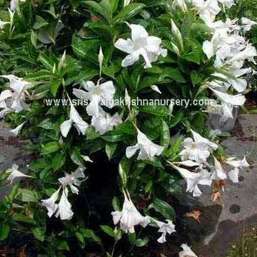 Mandevilla White Plants
