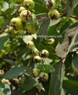 Water Apple Plants