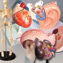 Anatomy Models