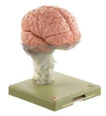Human Brain