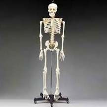 Human Skeleton