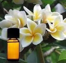 Tuberose Absolute