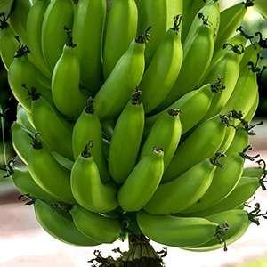 Fresh Green Banana 04