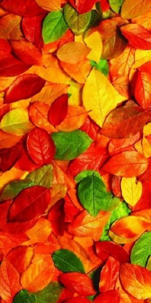 AO-49 Color Leaf Oligo Printed Wooden Panel