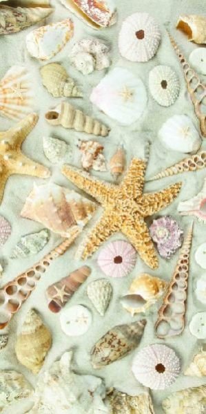 AO-50 Shell Oligo Printed Wooden Panel