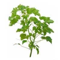 Jatropha Curcas (01)