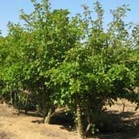 Jatropha Curcas (02)