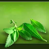 Stevia Plants (01)
