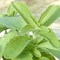 Stevia Plants (02)