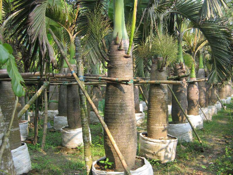 Sampian Palm