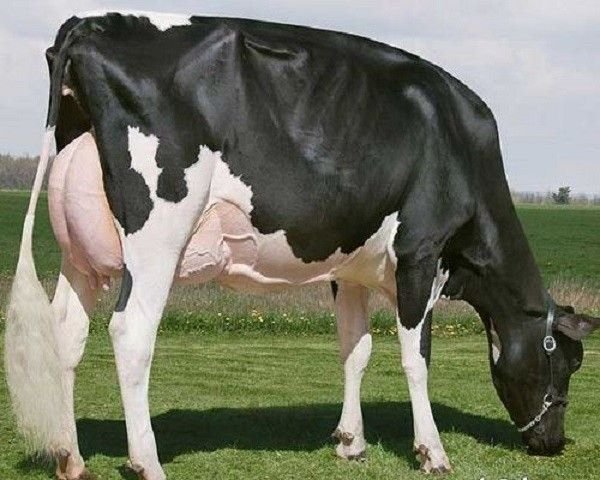 Holstein Friesian Cow 02