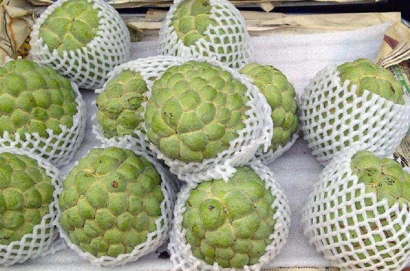 Custard Apple