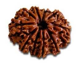 10 Mukhi Rudraksha