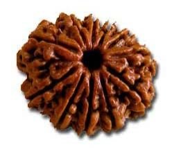 11 Mukhi Rudraksha