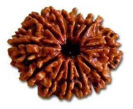 12 Mukhi Rudraksha