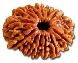 13 Mukhi Rudraksha