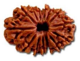 14 Mukhi Rudraksha