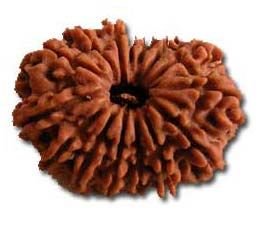 15 Mukhi Rudraksha